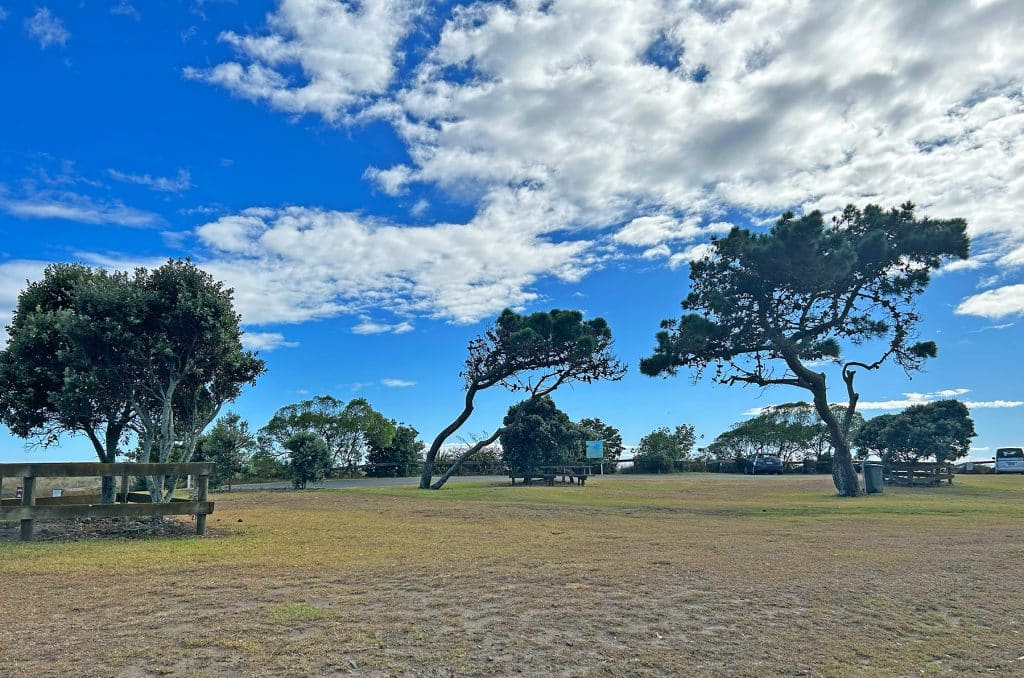 Whakatane_Trees