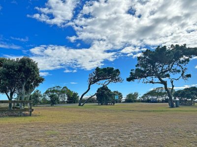 Whakatane_Trees